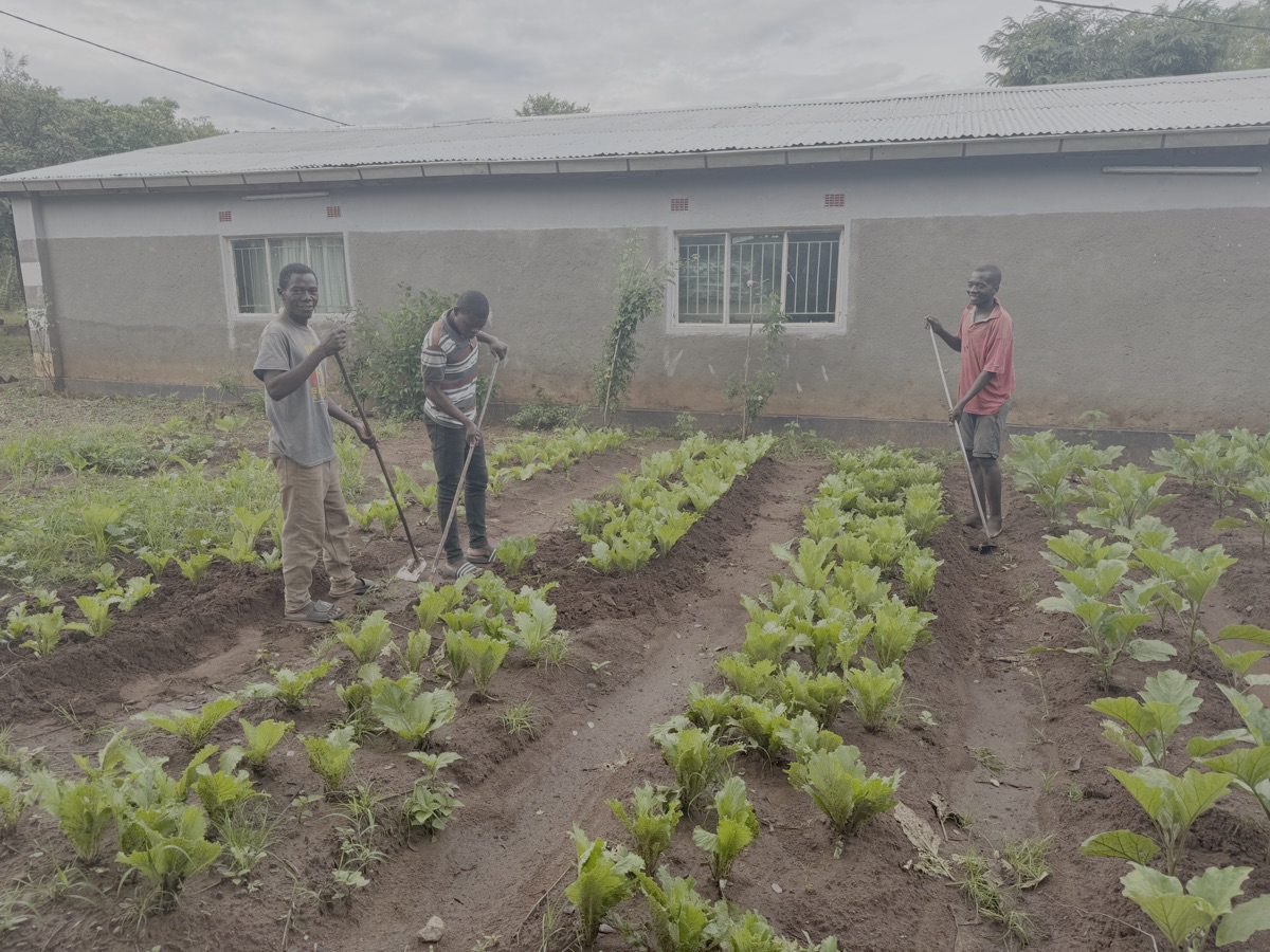 20-01-2026: Vlnr: Chisoni, Solomon en Lamek. Hier testen ze een nieuw type schoffel. Ik had deze laten maken door een smid in Chipata en was natuurlijk benieuwd naar hun reactie. Die was heel positief. Door de lange steel kan men rechtop blijven staan en omdat de schoffel relatief licht is kan men heel snel werken.